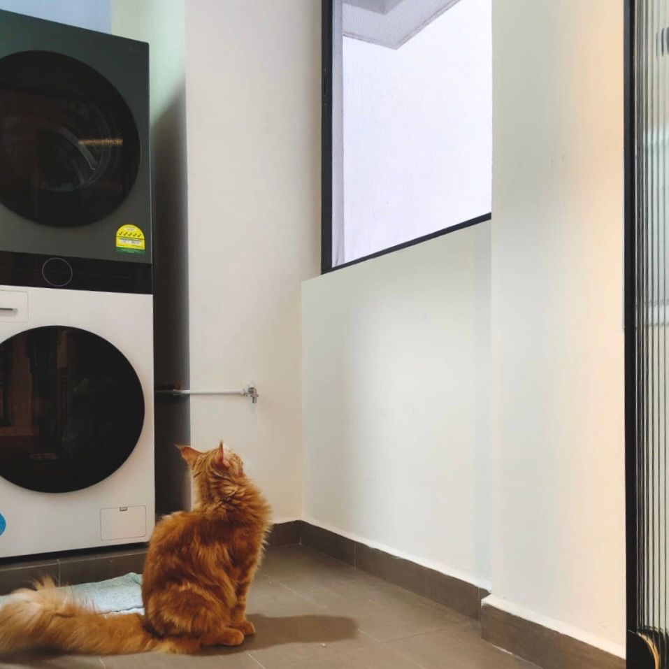 Cat mesh for windows installed in Singapore tp create safe and secure windows for cats