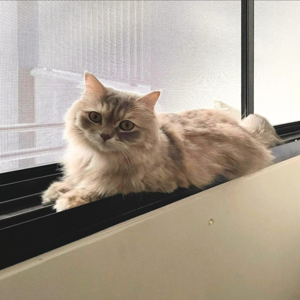 Cat sitting on sliding window fitted with cat mesh for safety and ventilation in a high-rise apartment.