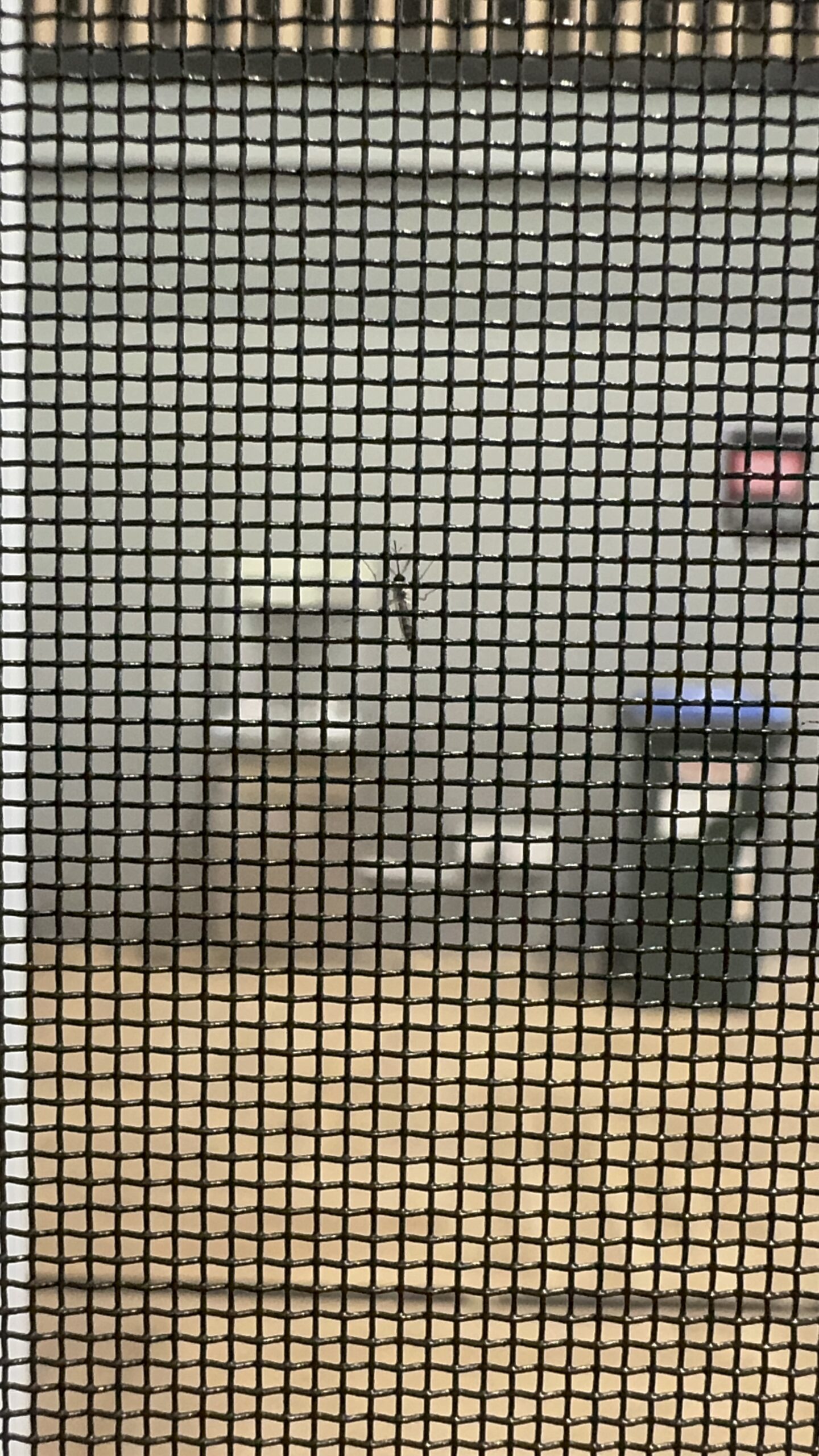 Close-up of mosquito stuck on insect mesh window screen preventing insects from entering the home.