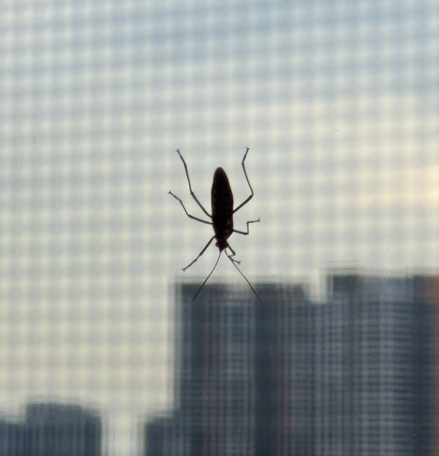 Insect on an insect mesh that stops insects from entering the window.